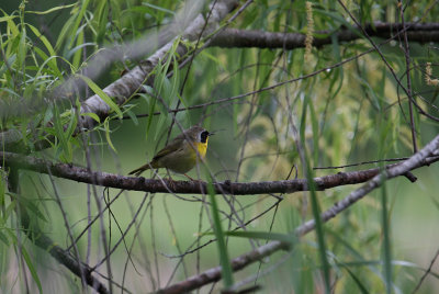 Common Yellowthroat_1465.JPG