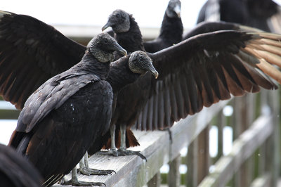 Black Vultures_1467.JPG