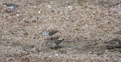 Semipalmated Sandpiper_1487.JPG