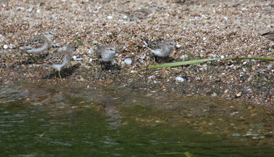 Semipalmated Sandpiper_1490.JPG