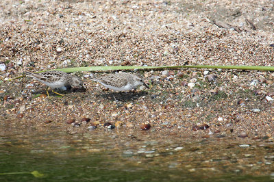 Least and Semipalmated Sandpiper_1520.JPG
