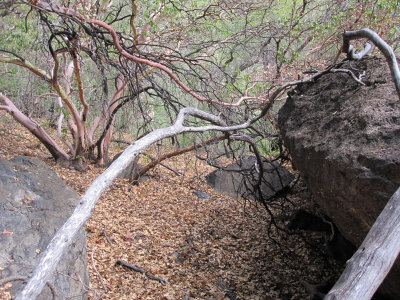 Pine Canyon_1716.JPG