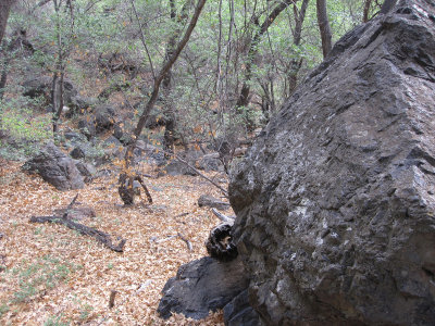Pine Canyon_1719.JPG