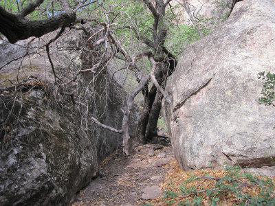 Pine Canyon_1724.JPG