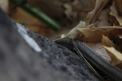 Baird's Rat Snake_5533.JPG