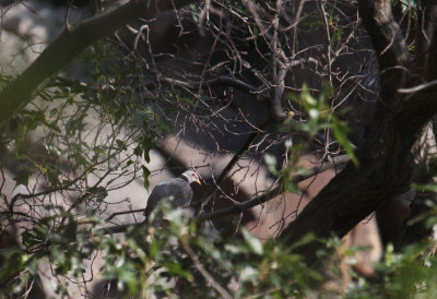 Band-tailed Pigeon_5549.JPG
