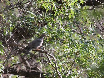 Band-tailed Pigeon_5559.JPG