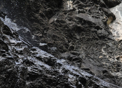 White-throated Swift_5585.JPG