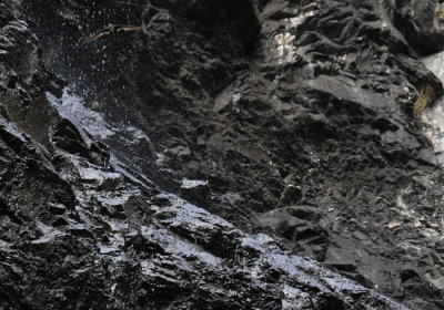 White-throated Swift_5586.JPG