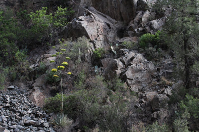Pine Canyon_5587.JPG