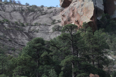 Pine Canyon_5603.JPG