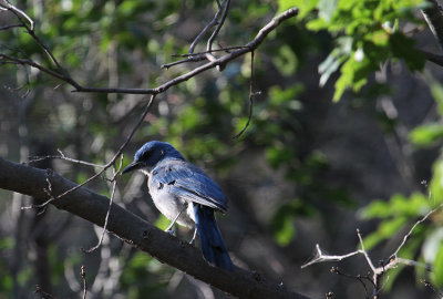 Western Scrub-Jay_5639.JPG