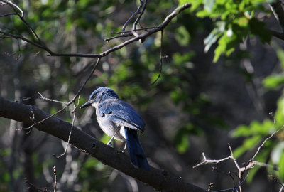Western Scrub-Jay_5640.JPG