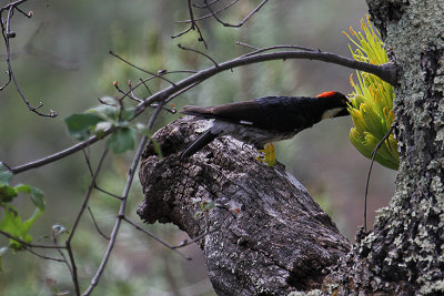 Acorn Woodpecker_5683.JPG