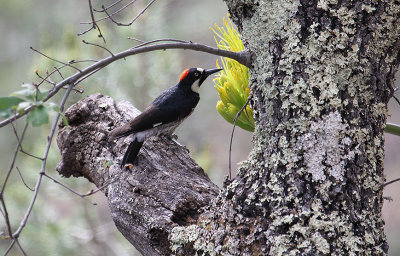 Acorn Woodpecker_5689.JPG