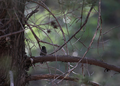 Blue-throated Hummingbird_5713.JPG