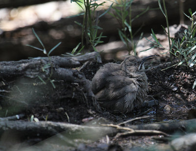 Crissal Thrasher_5865.JPG
