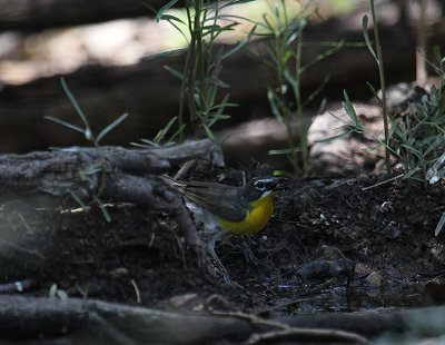 Yellow-breasted Chat_5884.JPG