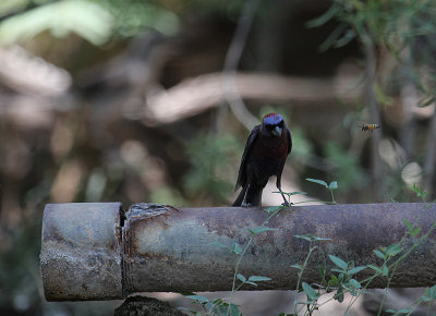 Varied Bunting_5905.JPG