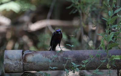 Varied Bunting_5906.JPG