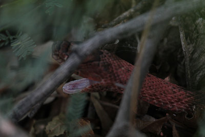 Western Coachwhip_5930.JPG