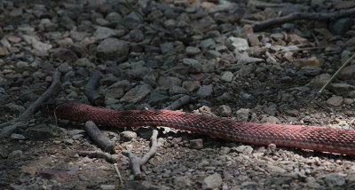 Western Coachwhip_5944.JPG