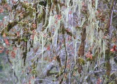 60 usnea lichen dewatto