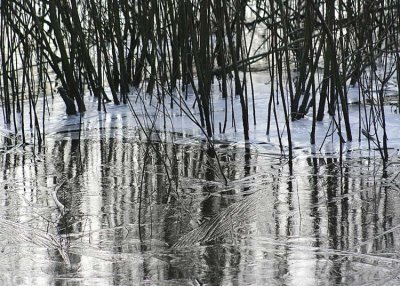 61 snake lake willows