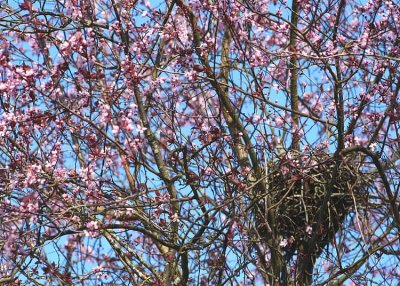 18 plum blossom nest