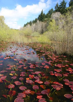 Wandering by an April Pond