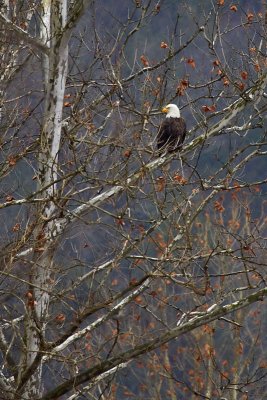 Bald Eagle in Sycamore