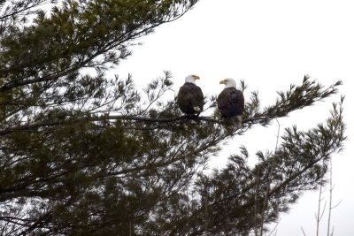 Bald Eagles Nesting Pair