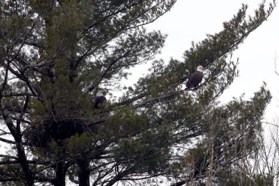 Bald Eagles Nesting Pair