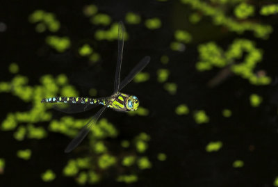Flying dragonfly (2)