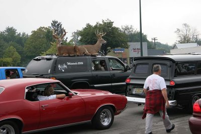 Not too often you see a couple of Stags seemingly sleeping on a truck