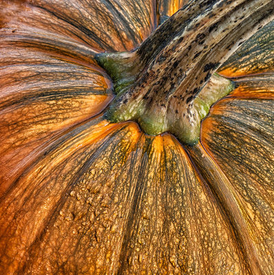 Dawn Bockus, Pumpkin