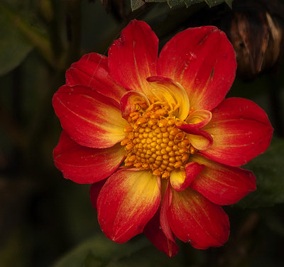 Dawn Bockus, Red and Yellow Beauty