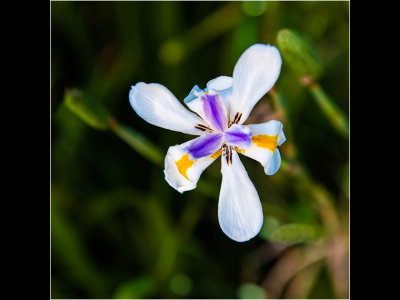 G_MuhleinHal_Tri Colored Iris.jpg