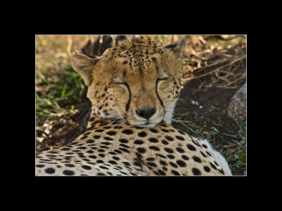 G_MuhrleinHal_Resting Cheetah.jpg