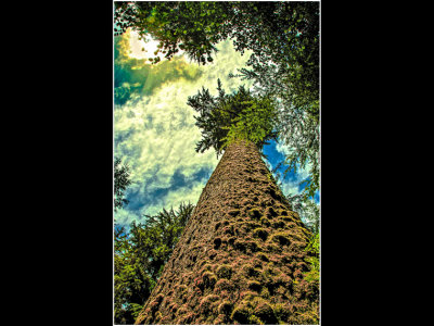 G_WagonerR_Giant of the Rainforest.jpg