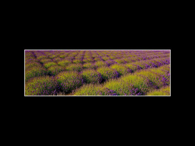 G_WagonerR_Lavender Fields Forever.jpg