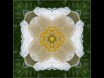 C_MuhrleinHal_Kaleidoscope #3 .jpg