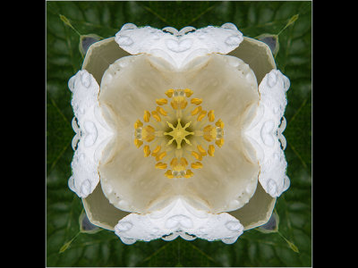 C_MuhrleinHal_Kaleidoscope #3 .jpg