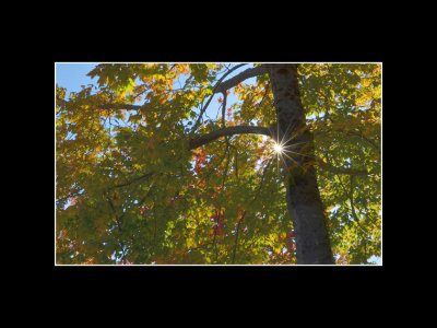 G_FarleyC_Autumn Sun.jpg