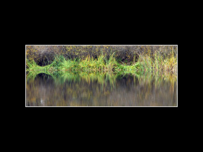 S_BriansP_Pond Grass Reflection.jpg