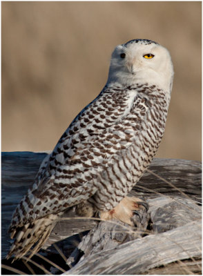 G_BockusD_Female Snowy Owl.print.jpg