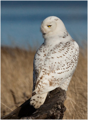 G_BockusD_Male Snowy Owl.print.jpg