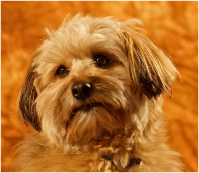 G_BouchardJ_Eddie Bear.jpg