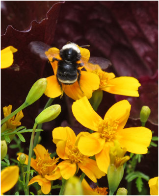 G_BriansP_Bumblebee.print.jpg