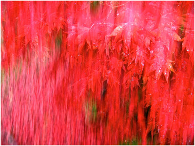 G_BrowneB_REDMAPLE RAIN.jpg